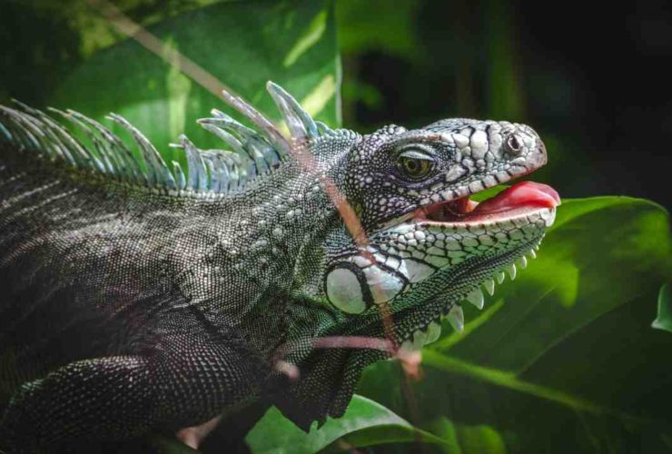 Cout de la vie martinique ou guadeloupe