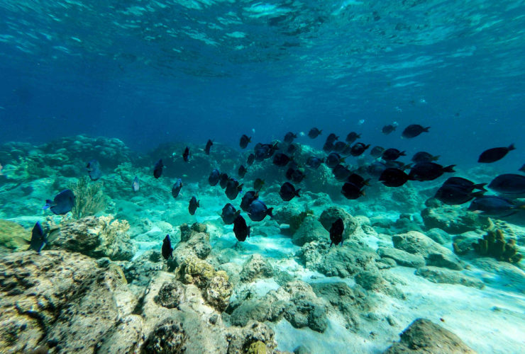 Ou faire du snorkeling en guadeloupe