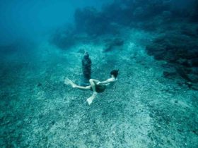 Snorkeling guadeloupe ou martinique