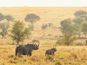 Safari serengeti