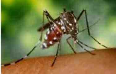 Comment  Guérir du chikungunya