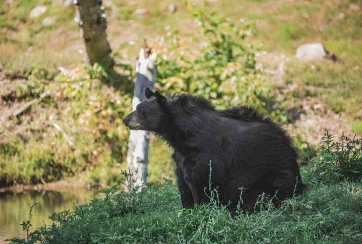 Comment  Survivre à une attaque d’ours