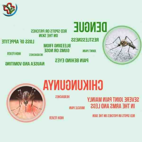 Qual a diferença entre dengue e malária?
