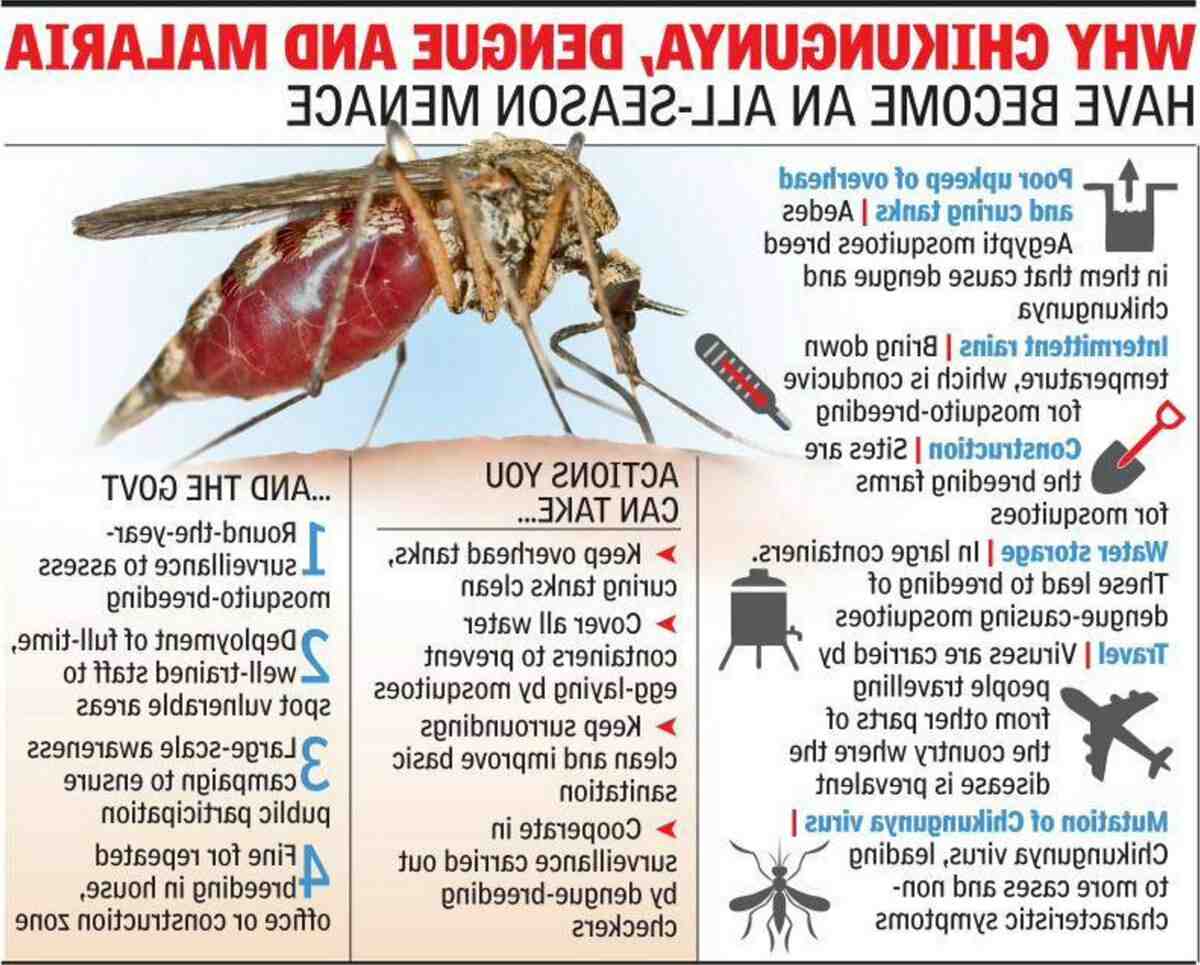 Quelle est la différence entre le chikungunya et la dengue ?