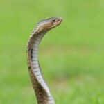 Comment  Identifier un serpent venimeux