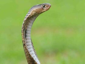 Comment  Identifier un serpent venimeux