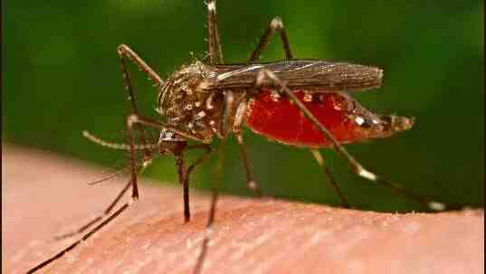 Как защититься от комаров на улице?