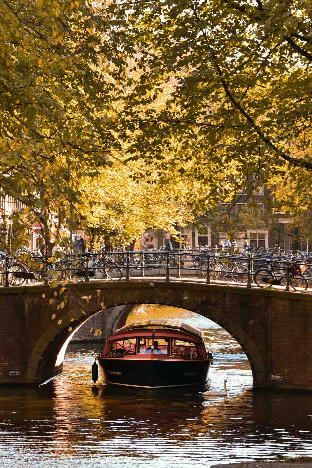 Vieni a studiare in Olanda?