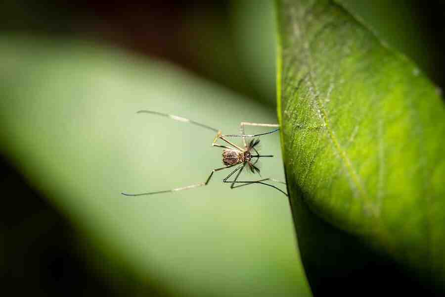Come evitare di essere punti slab zanzare?