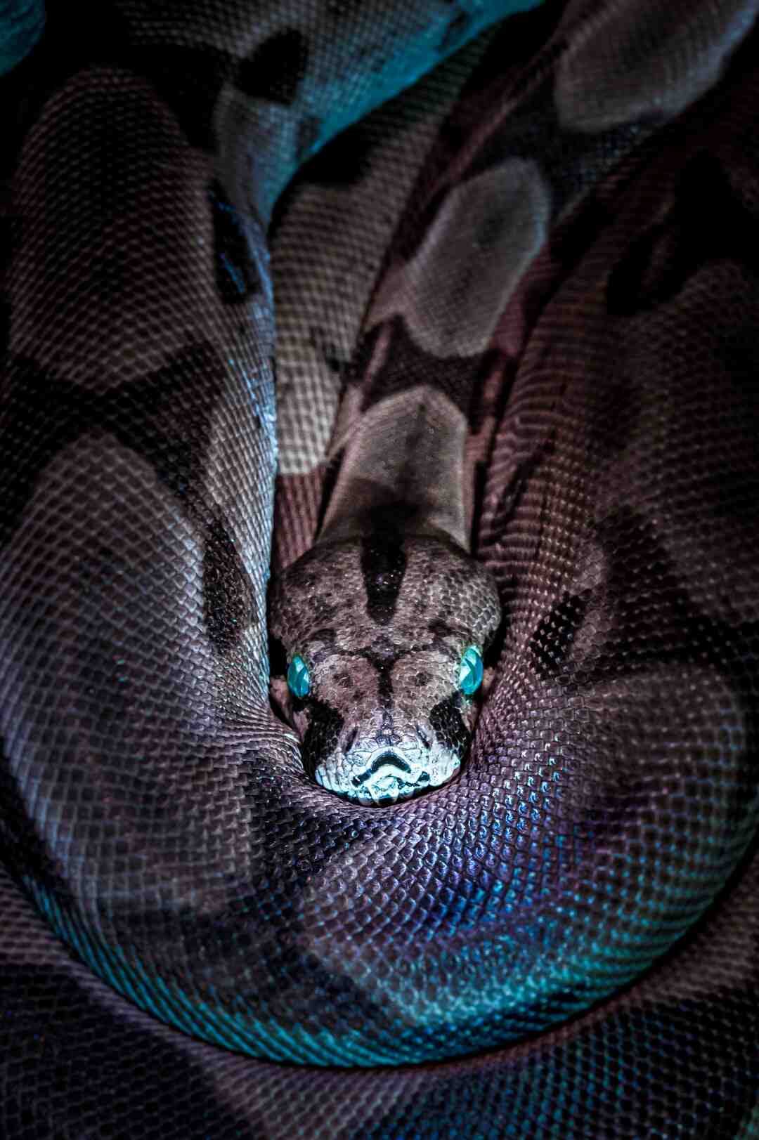 How to recognize a type of snake?