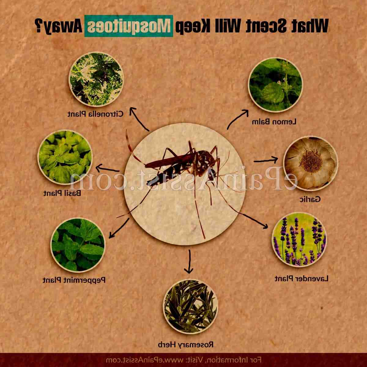 Sivrisineklere karşı en etkili ürün nedir?