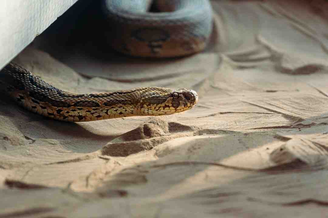 What type of snake in France?