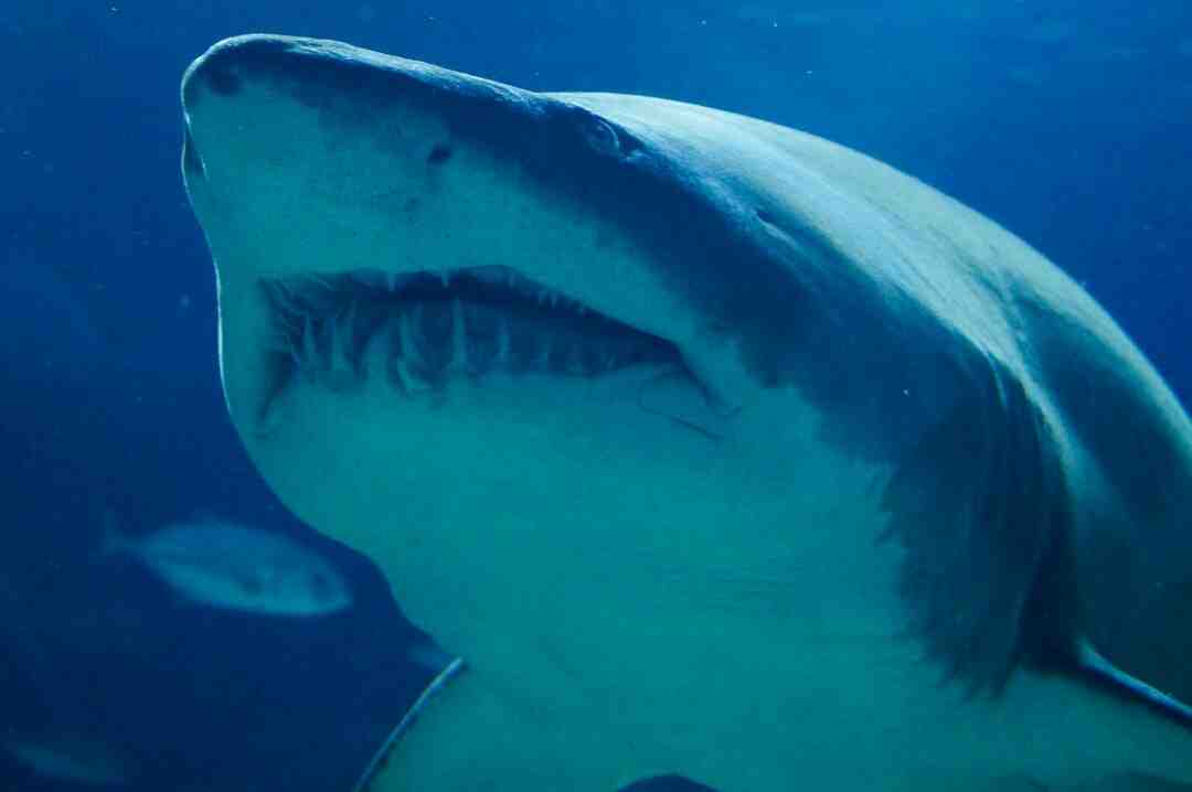 Varför attackerar inte hajar dykare?