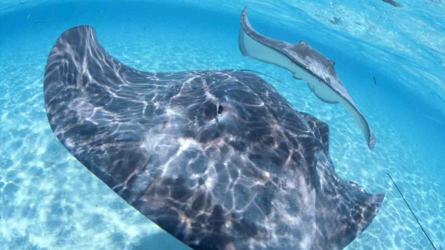 Quel océan baigne l'île de Bora Bora ?