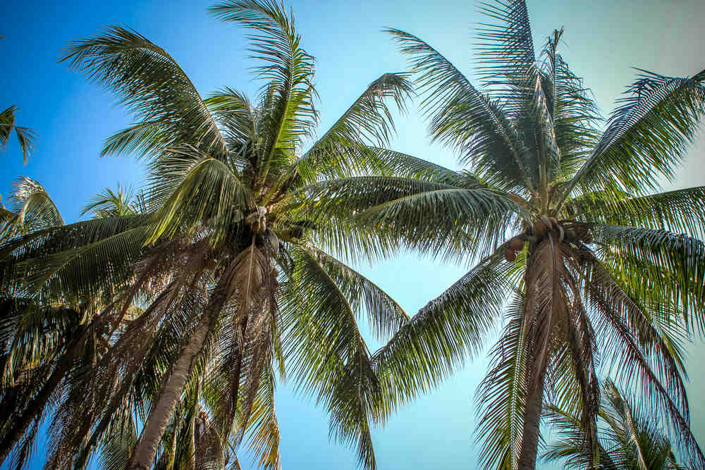 Welches Unternehmen soll nach Tahiti reisen?