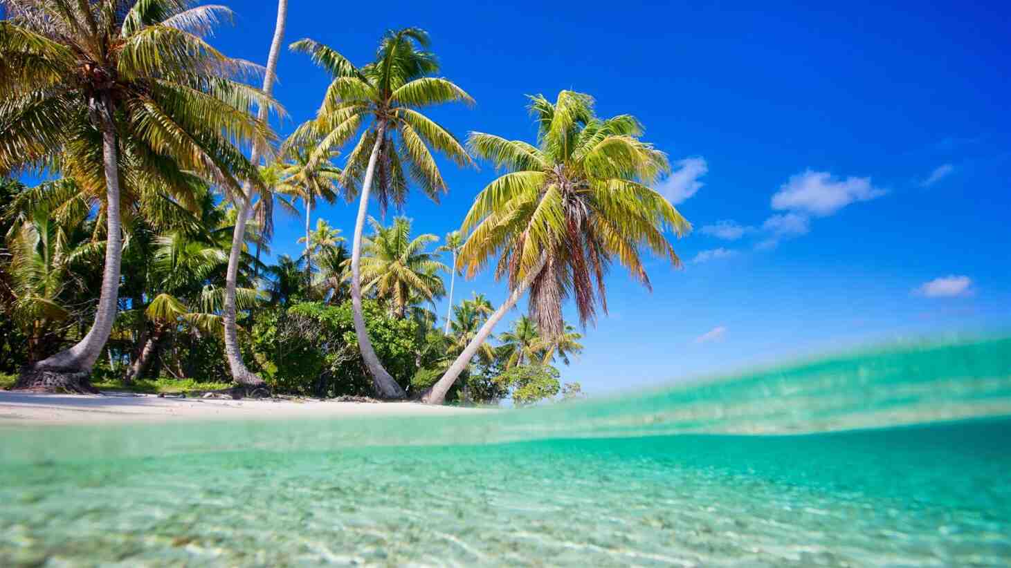 أي جزيرة تعيش في بولينيزيا؟