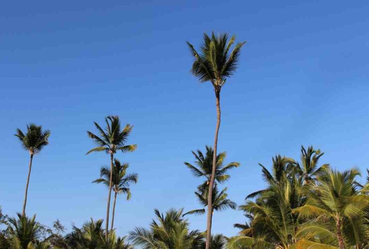 Quelle température en République dominicaine en octobre ?