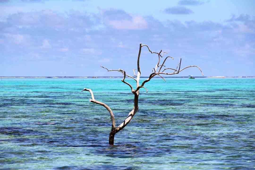 Cum se spune broasca testoasa in tahitiana?