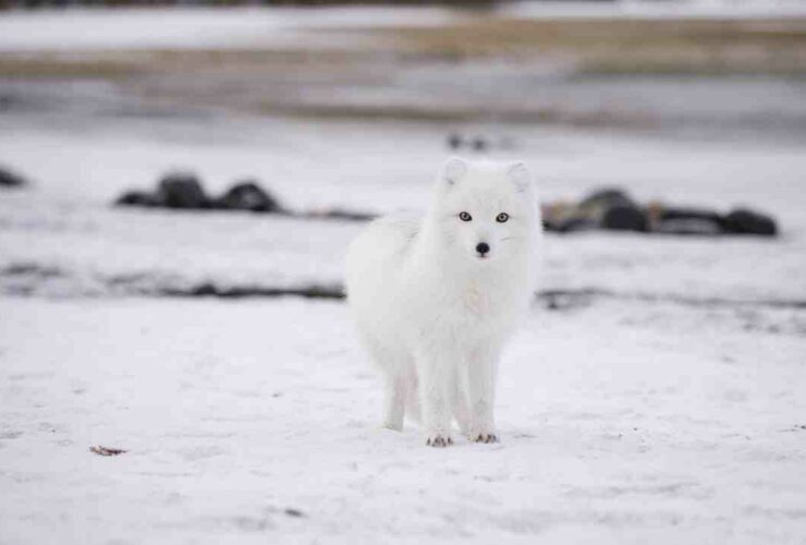 Comment ne pas confondre Arctique et Antarctique ?