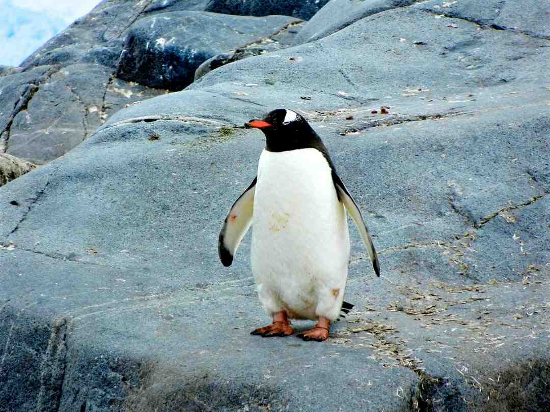 Чому Антарктида не є матерім? Антарктида – найхолодніший, найсухіший і найвітряніший матерік. ... Живуть лише рослини і тварини, такі як пінгвіни, тюлені, риби, ракоподібні, мохи, лишайники і кілька видів водоростей.