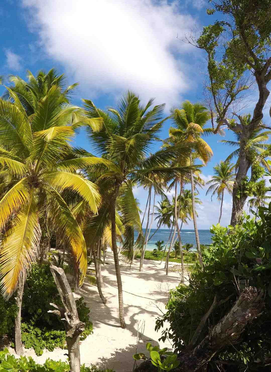 Was unterscheidet die Karibik von den Westindischen Inseln?