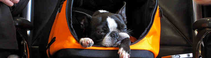 ¿Cómo viaja un perro en carga?