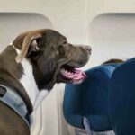 Comment voyage les animaux en avion