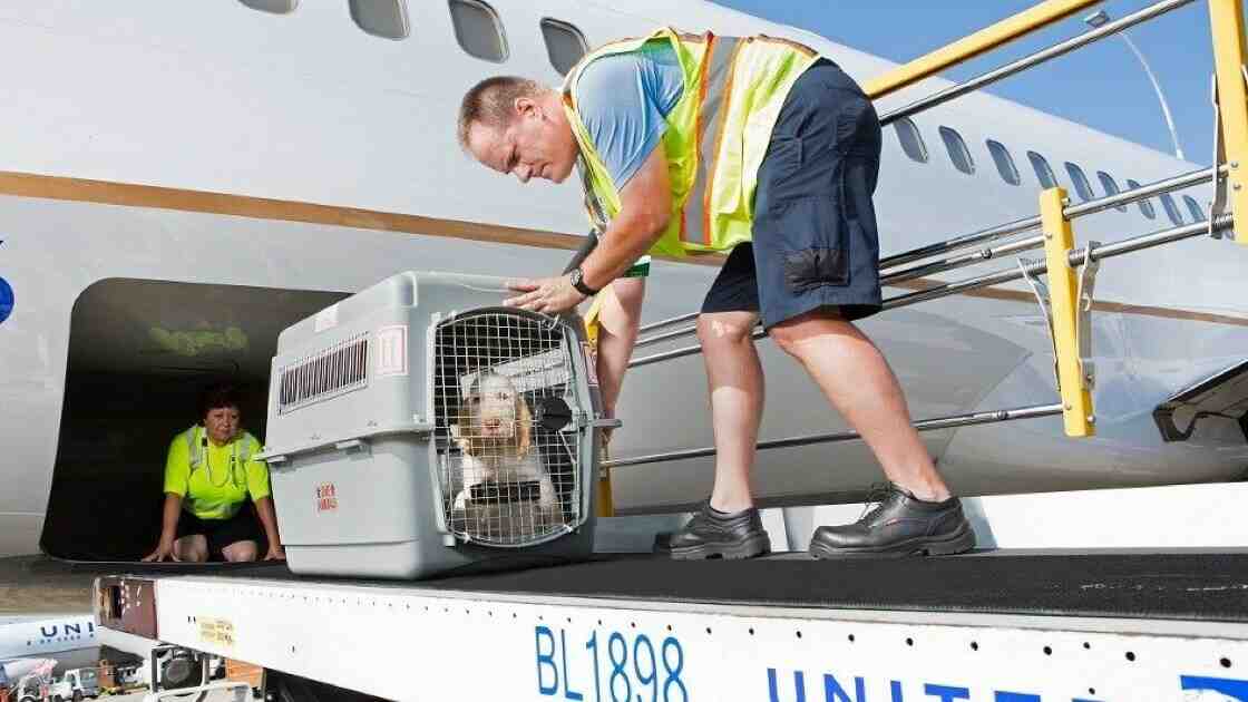 Quels chiens ne peuvent pas prendre l'avion ?