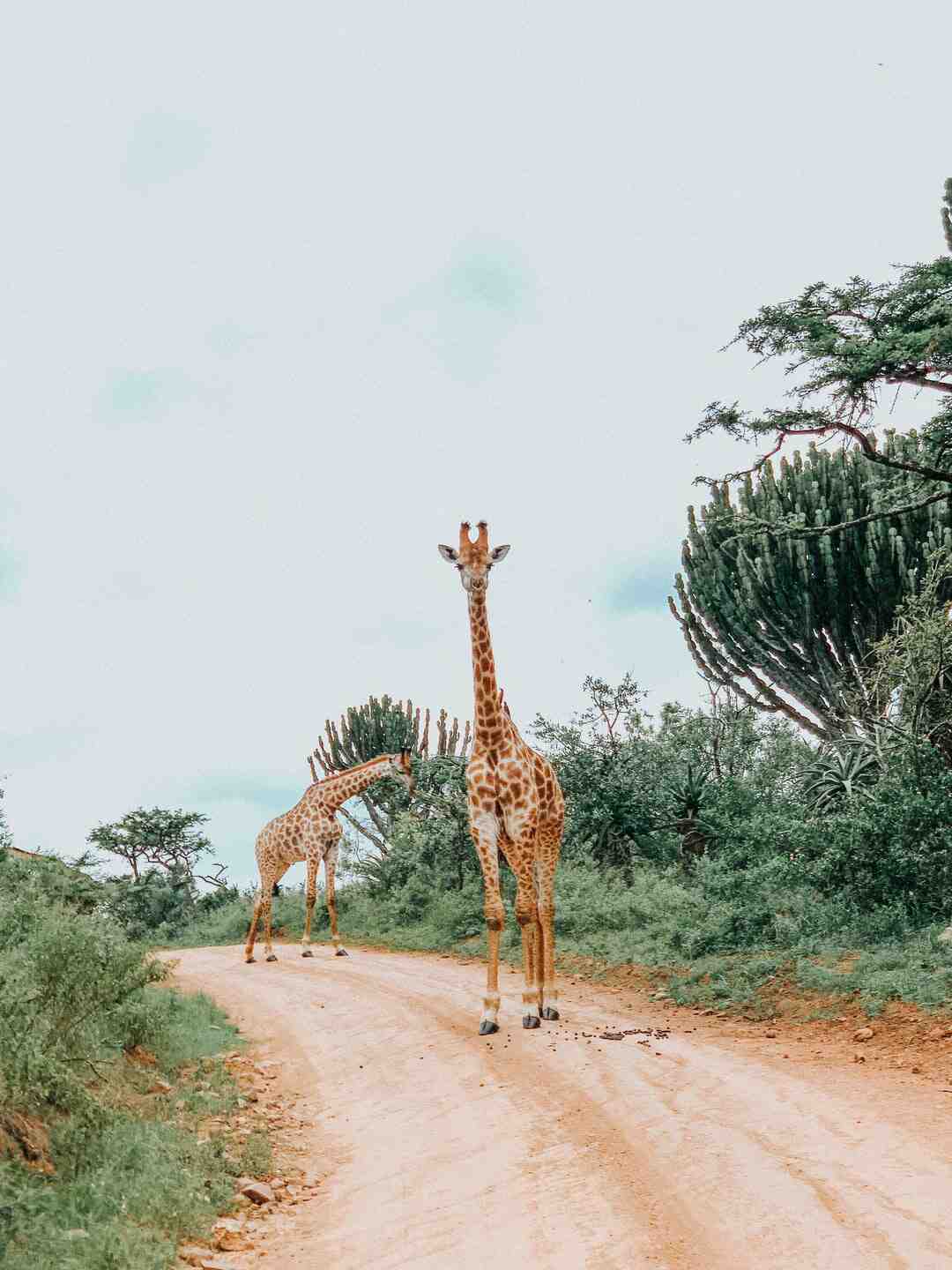 Where to go on an authentic safari?