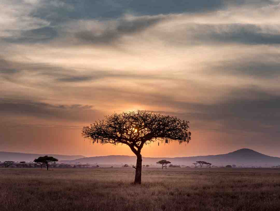 Kiedy jechać do Kenii na safari?