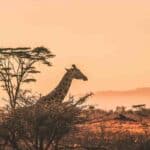 Quand partir au Kenya pour safari ?