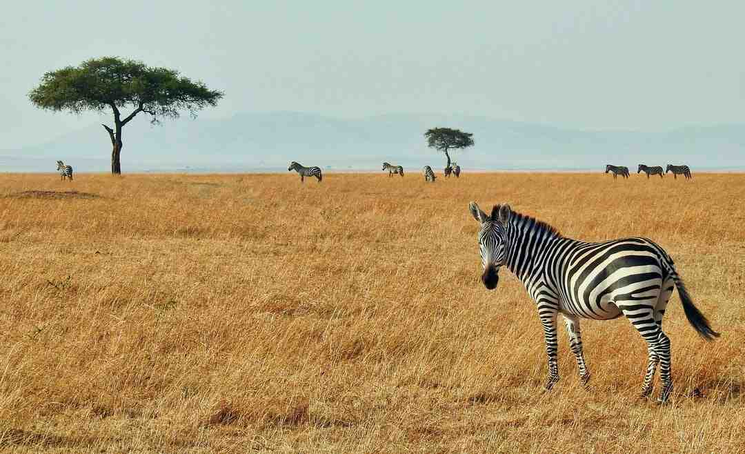 Welches Budget für eine Safari?