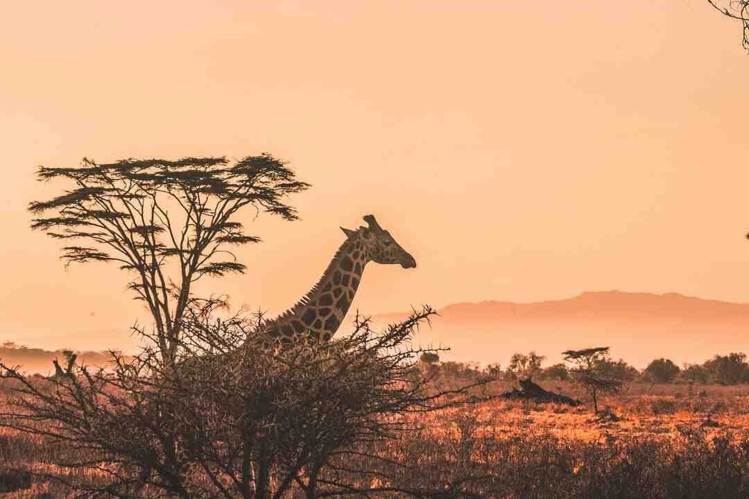 Vilken safari att göra i Afrika?
