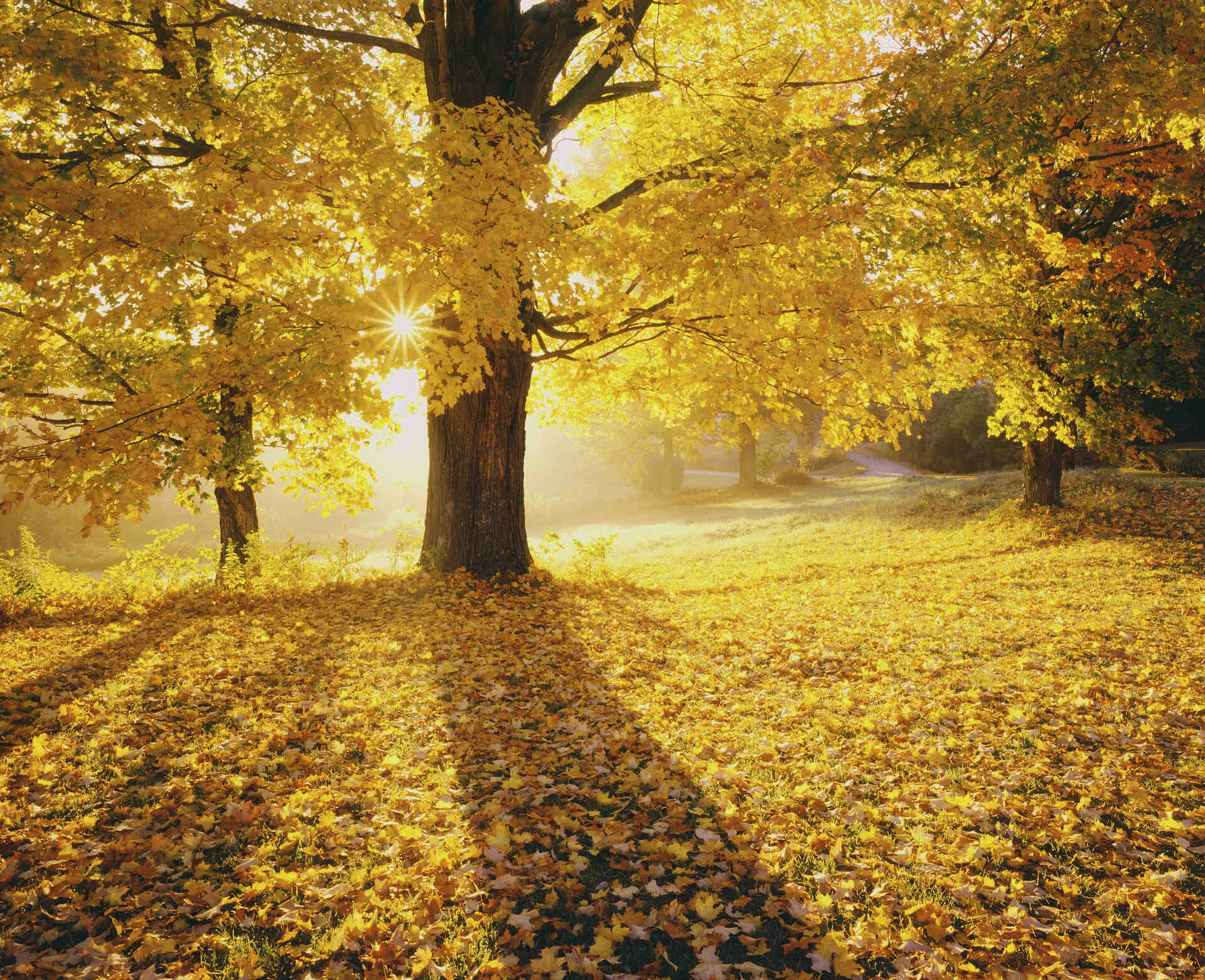Vilka är höstens symbolize?