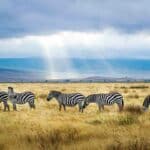 Comment visiter Ngorongoro ?