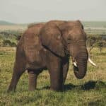 Comment visiter le parc Serengeti ?