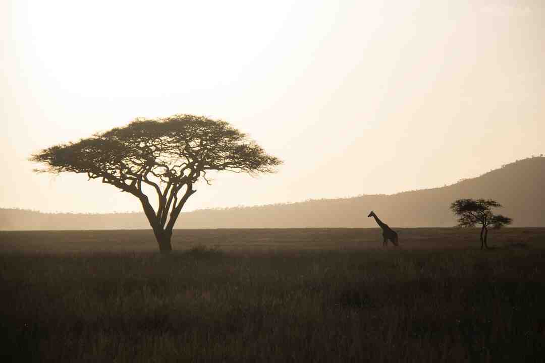 Quelle est la meilleure période pour un safari en Tanzanie ?
