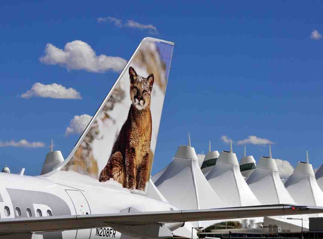 Quale compagnia aerea accetta i cani in cabina?