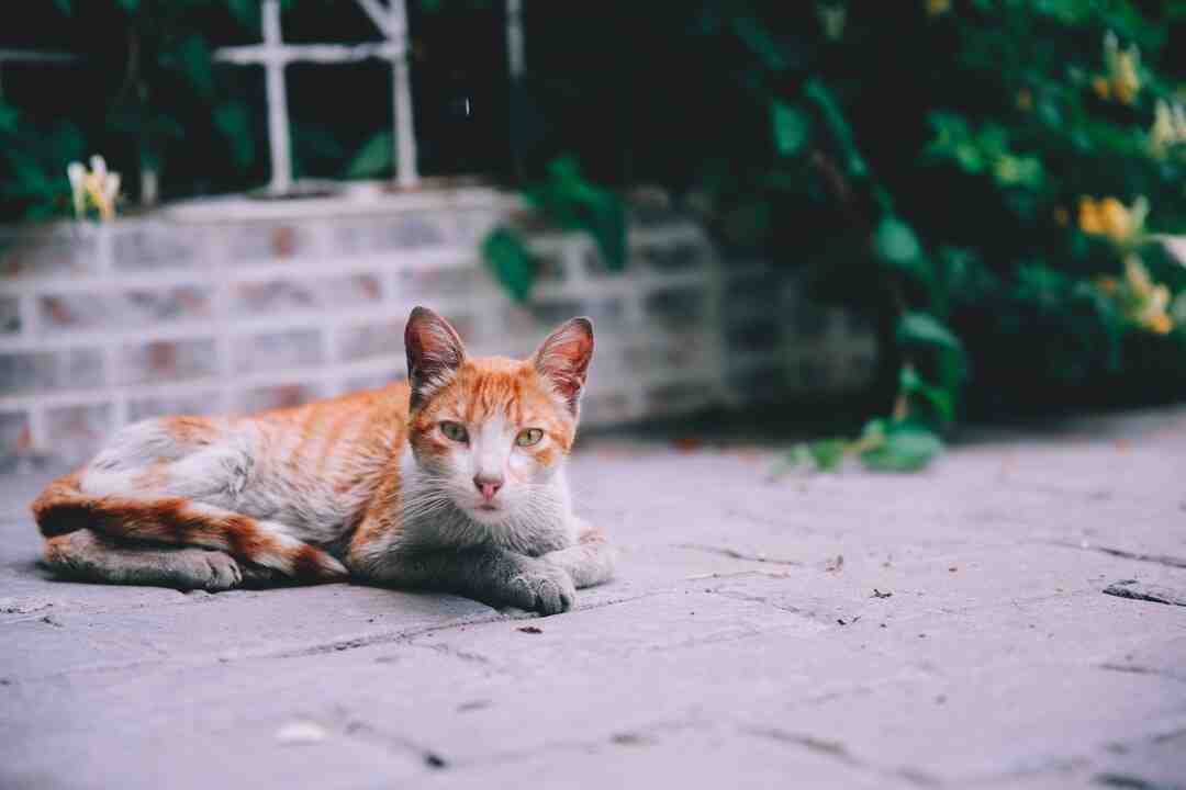 Comment faire pour arrêter les chaleurs d'un chat ?