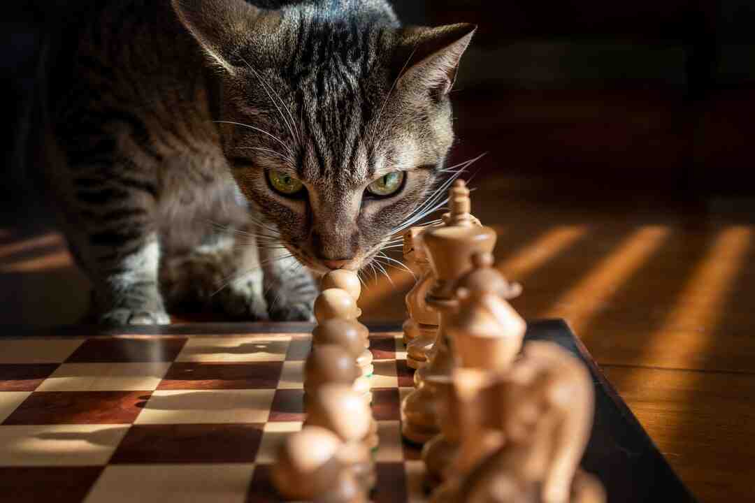 Comment prendre l'avion avec un chat ?