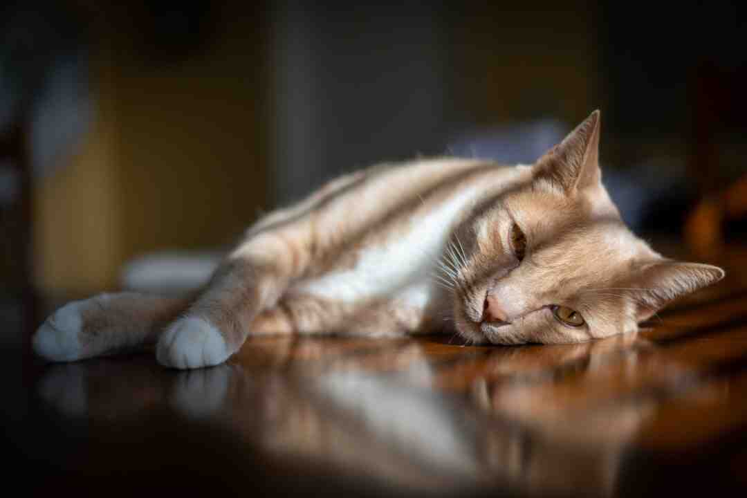 Est-ce dangereux pour un chat de prendre l'avion ?