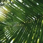 Polynésie française : un paradis tropical à explorer