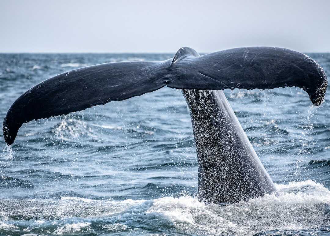 Découvrez les meilleurs endroits pour observer les baleines en Polynésie !