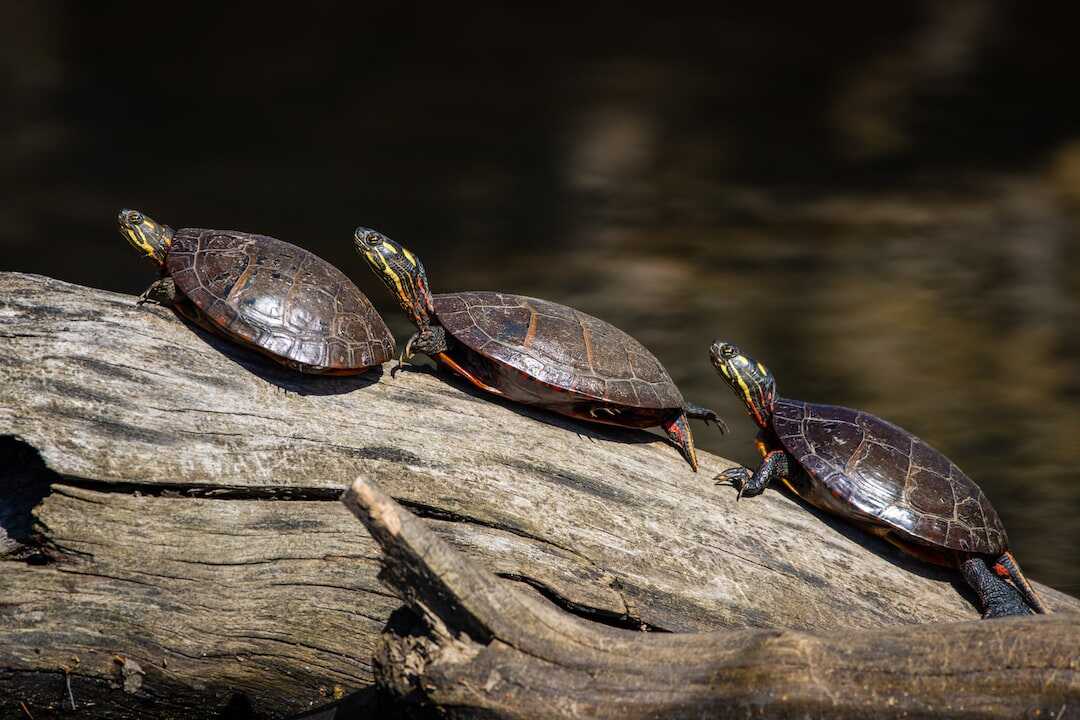 Reisen Sie nach Polynesien und bewundern Sie die Meeresschildkröten!