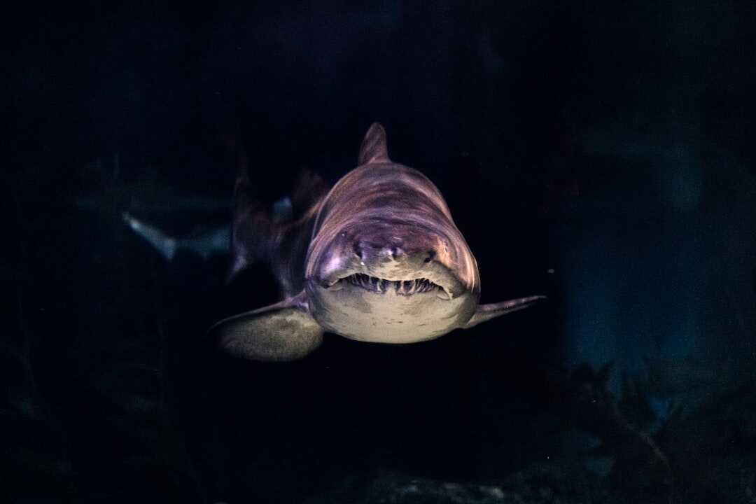 Le requin-bouledogue, l'animal le plus dangereux de Tahiti !