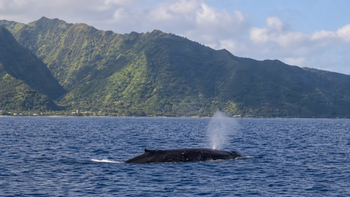 Voir les baleines à Tahiti : à quelle période et depuis quelle côte